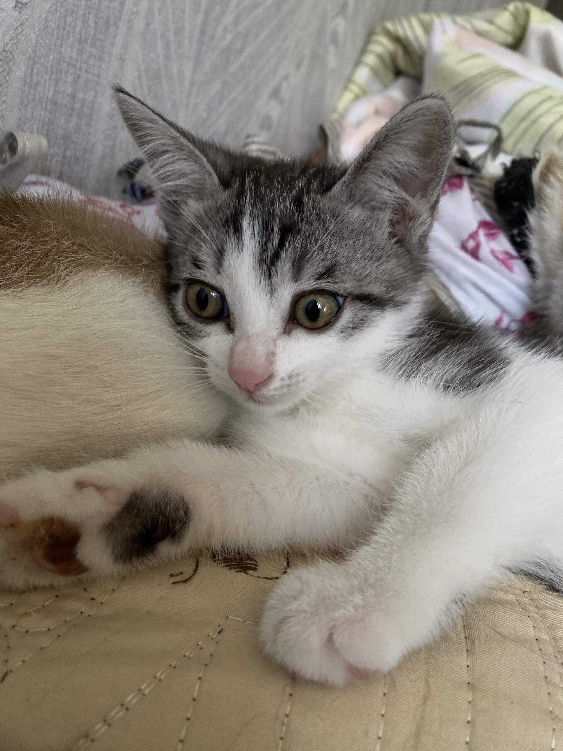 Котенок сиамской кошки