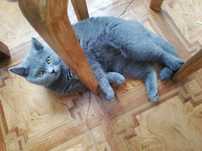 Отдам котика  в добрые руки