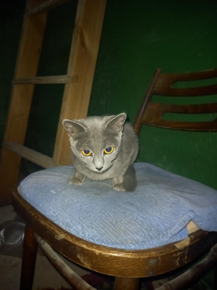 Отдам кошку в хорошие руки