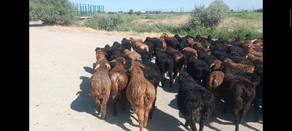 180бас қозы сатылады