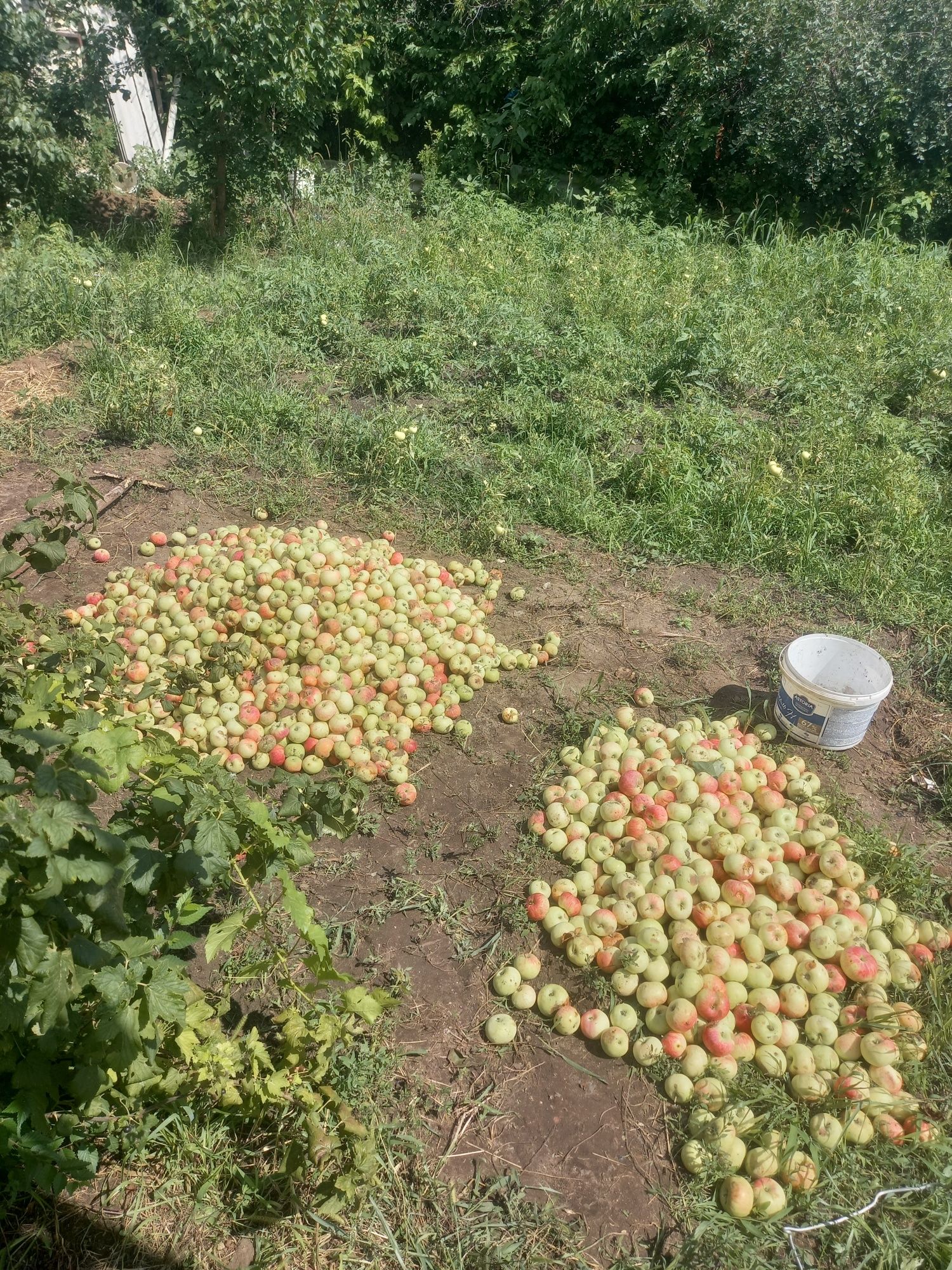 Алма 300тг малға шырык алмалар 100тг