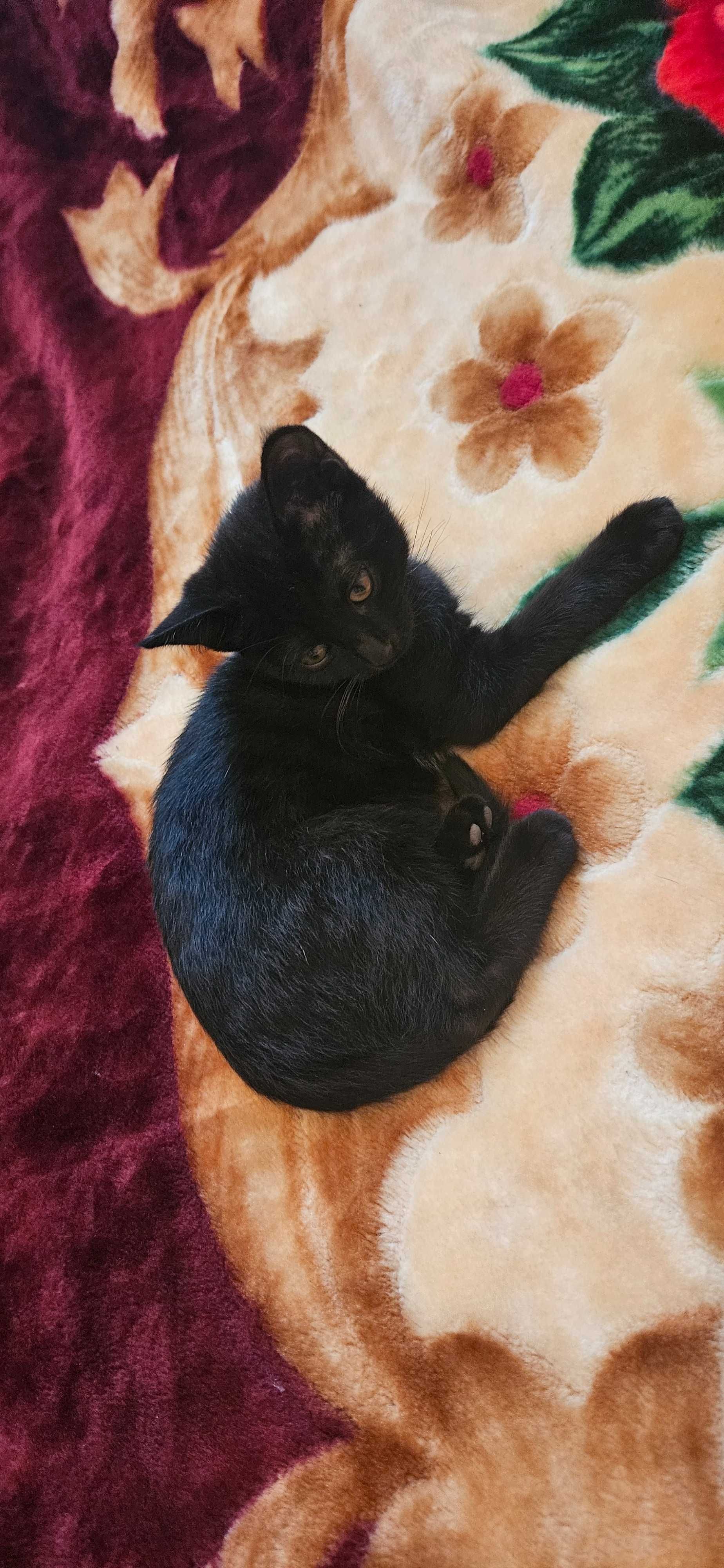 Срочно нужен хозяин для котенка