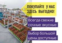 Финики Курма Оптовый склад Свежий урожай Прямые поставки из Медины
