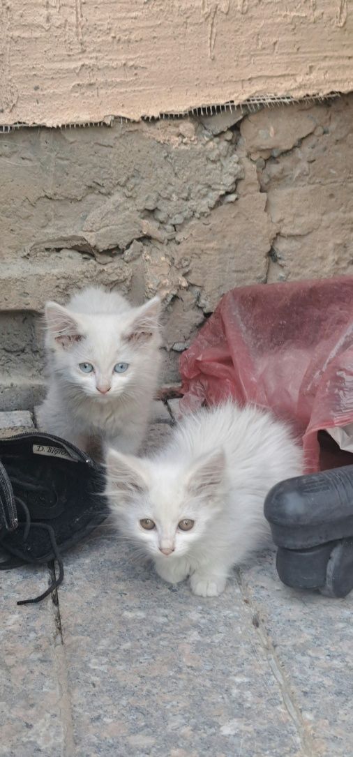 Котята беспородные