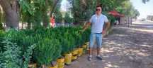 Саженцы самшит юка розы горшках катальпа ясин дубь живая изгородь
