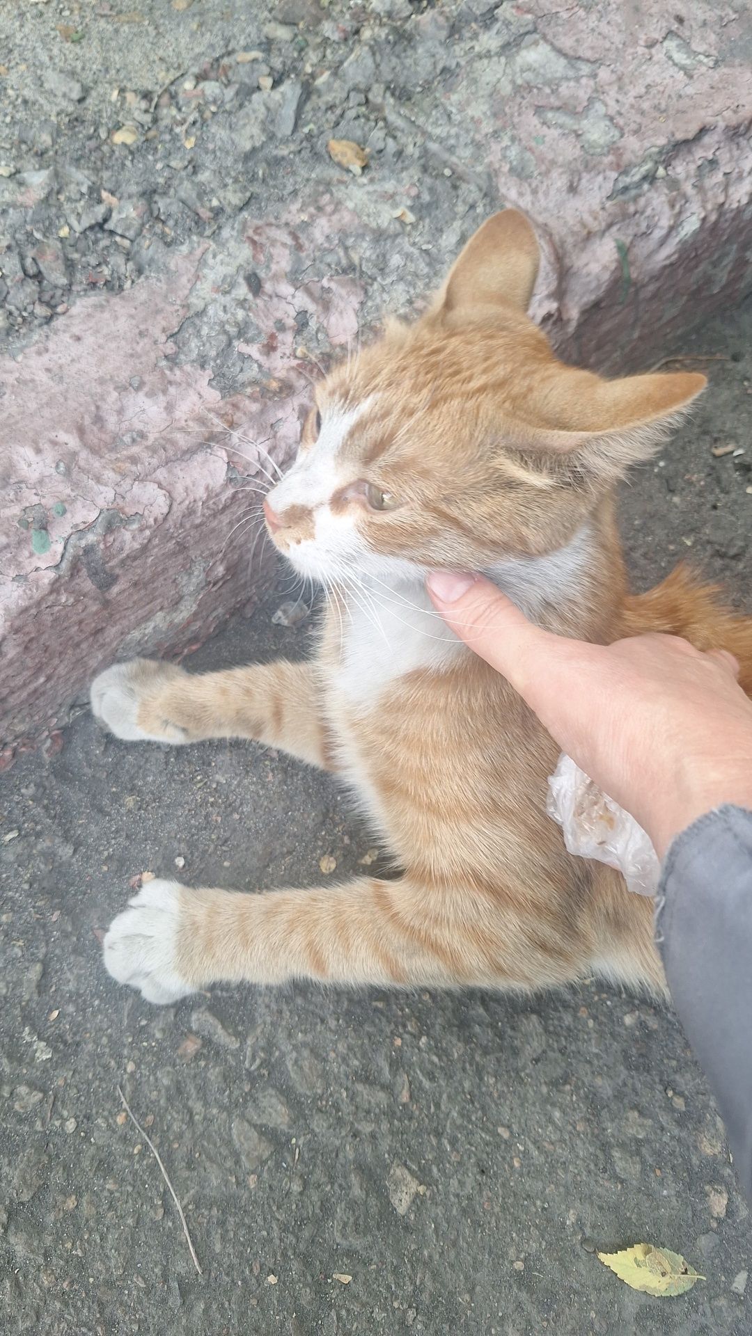 Кот рыжик в добрые руки
