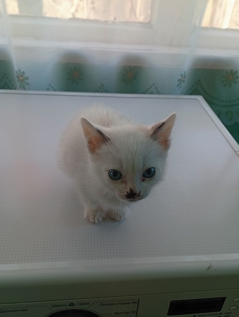 Отдам котенка спокойную девочку .