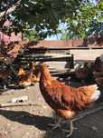Продам кур ломан браун