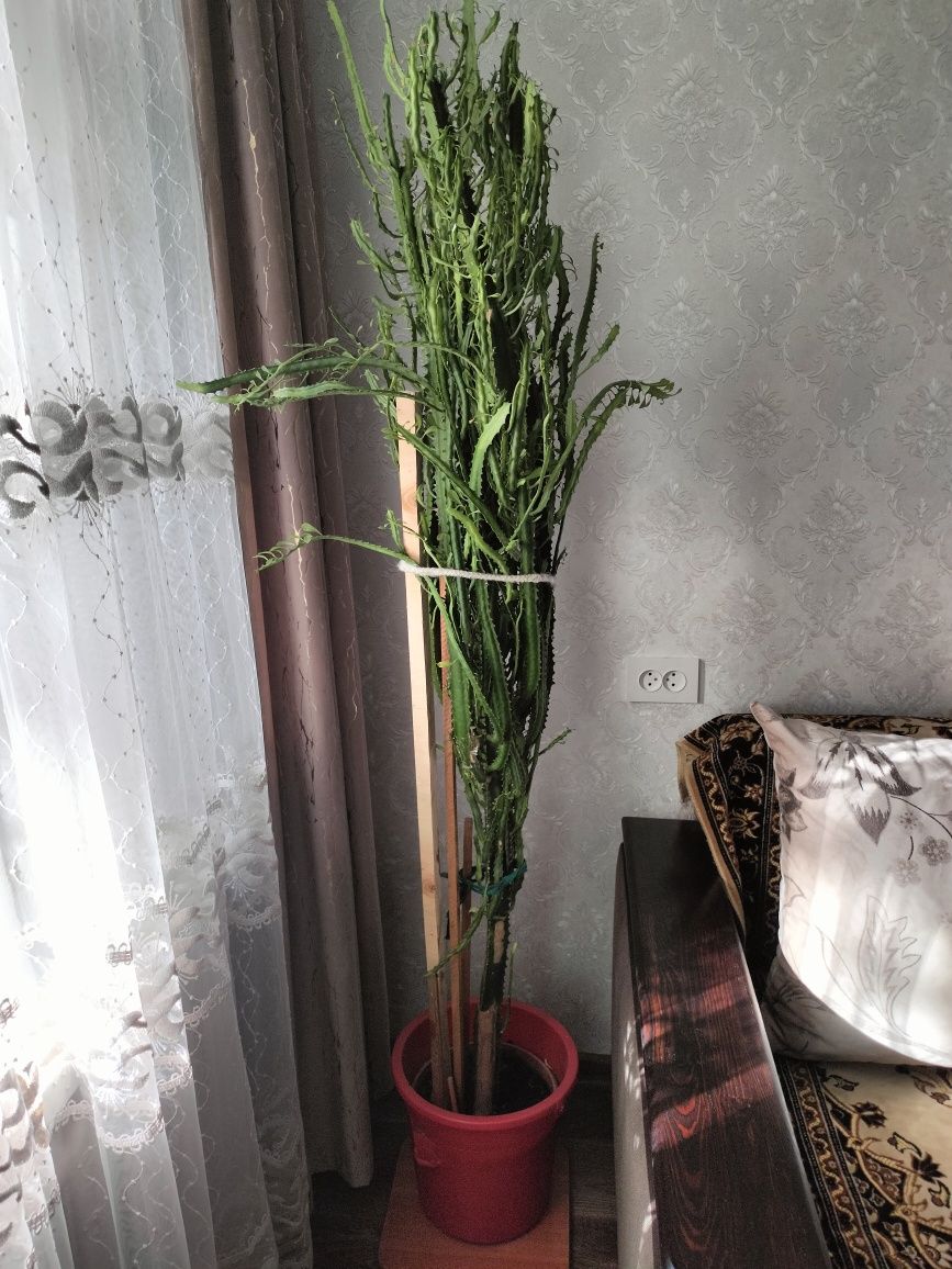 Продам кактус высокий без колючек, как дерево