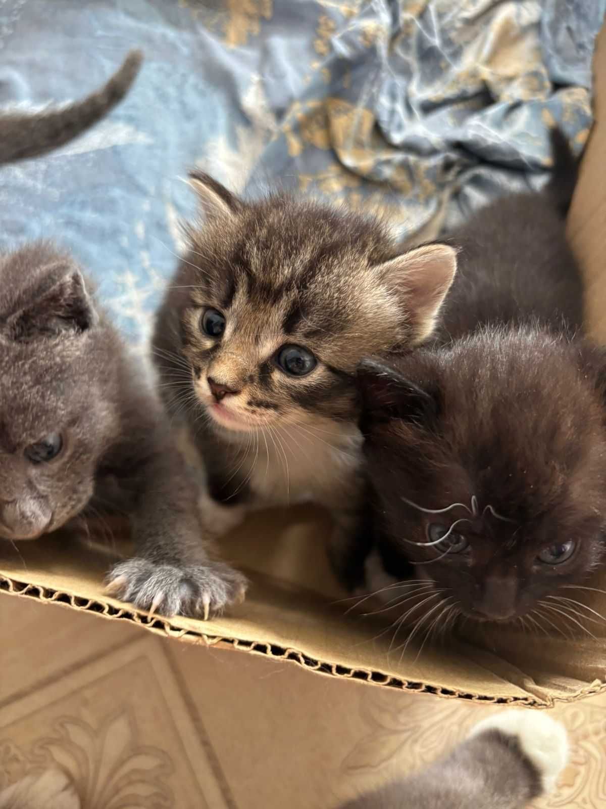 Отдам котят в добрые руки