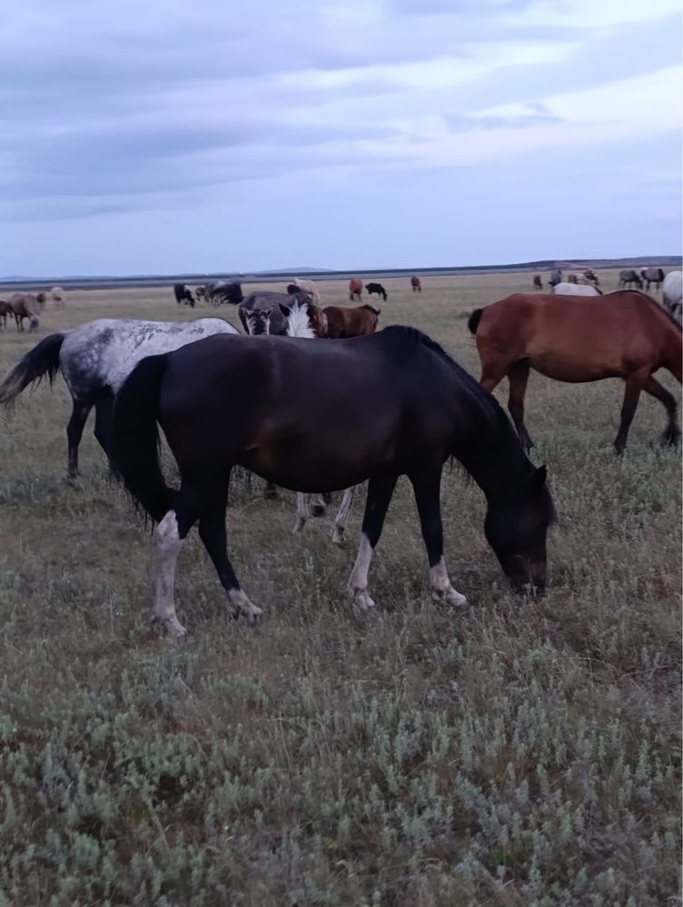 Продам 2 кобылы с жеребенком
