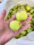 Продам кисло сладкие яблоки