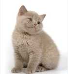 Котик Плюшевый Кофе с молоком