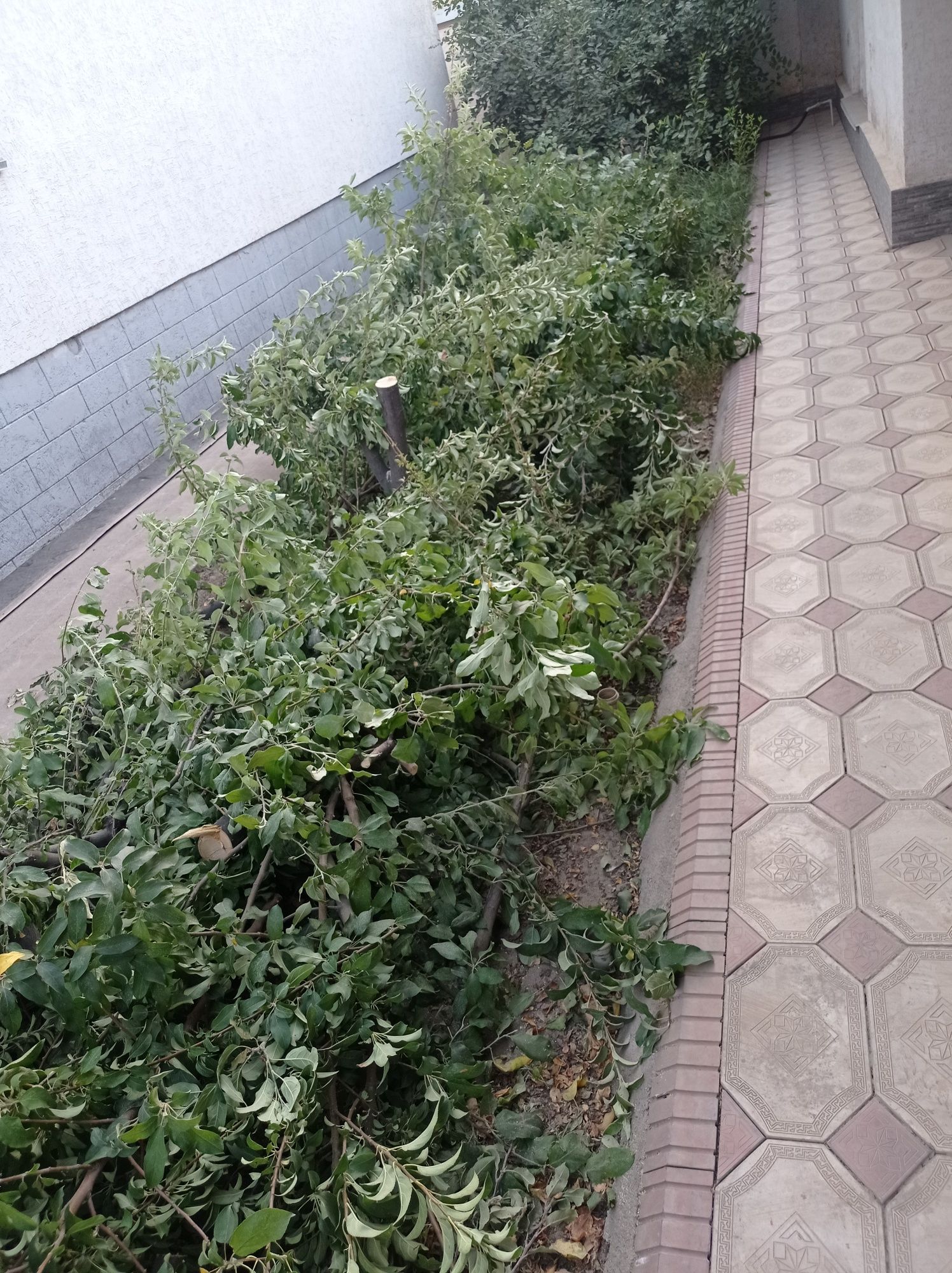 Дрова бесплатно мкр самал