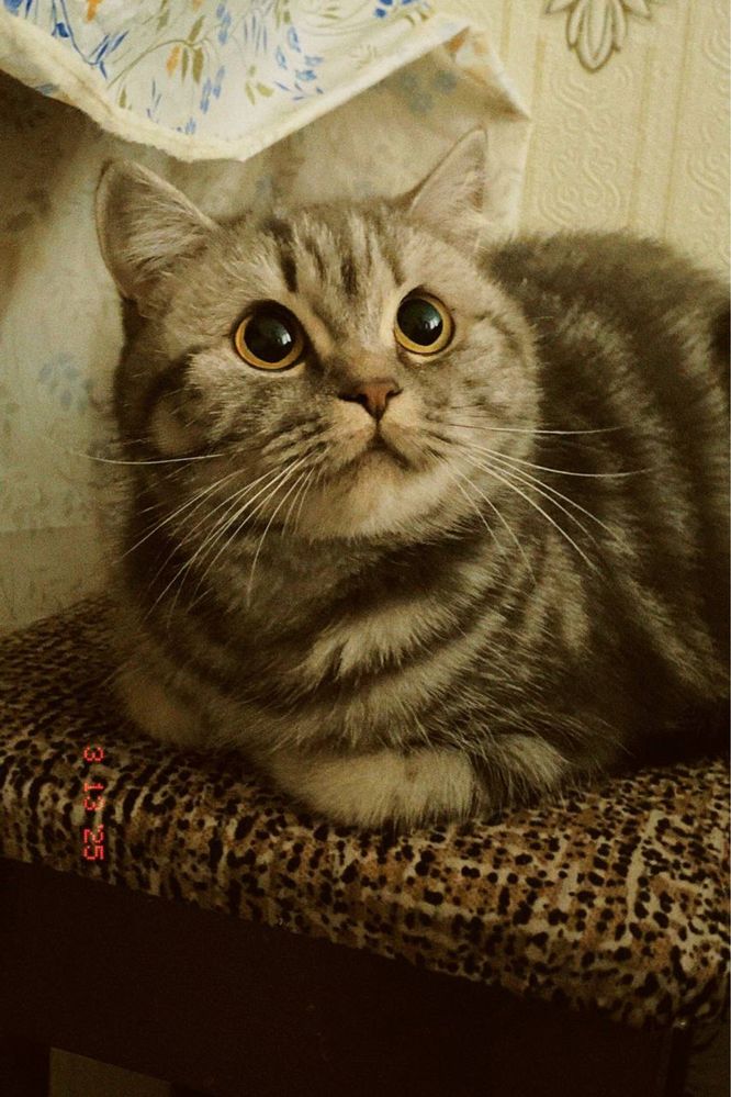 Отдам в добрые руки кошечку