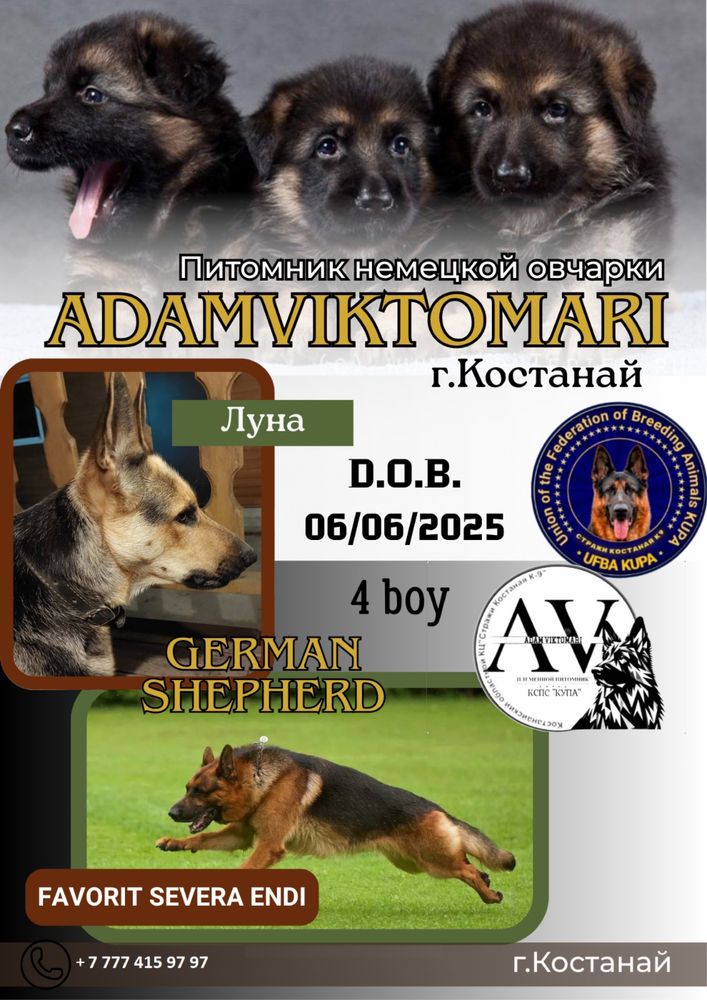 Щенки немецкой овчарки