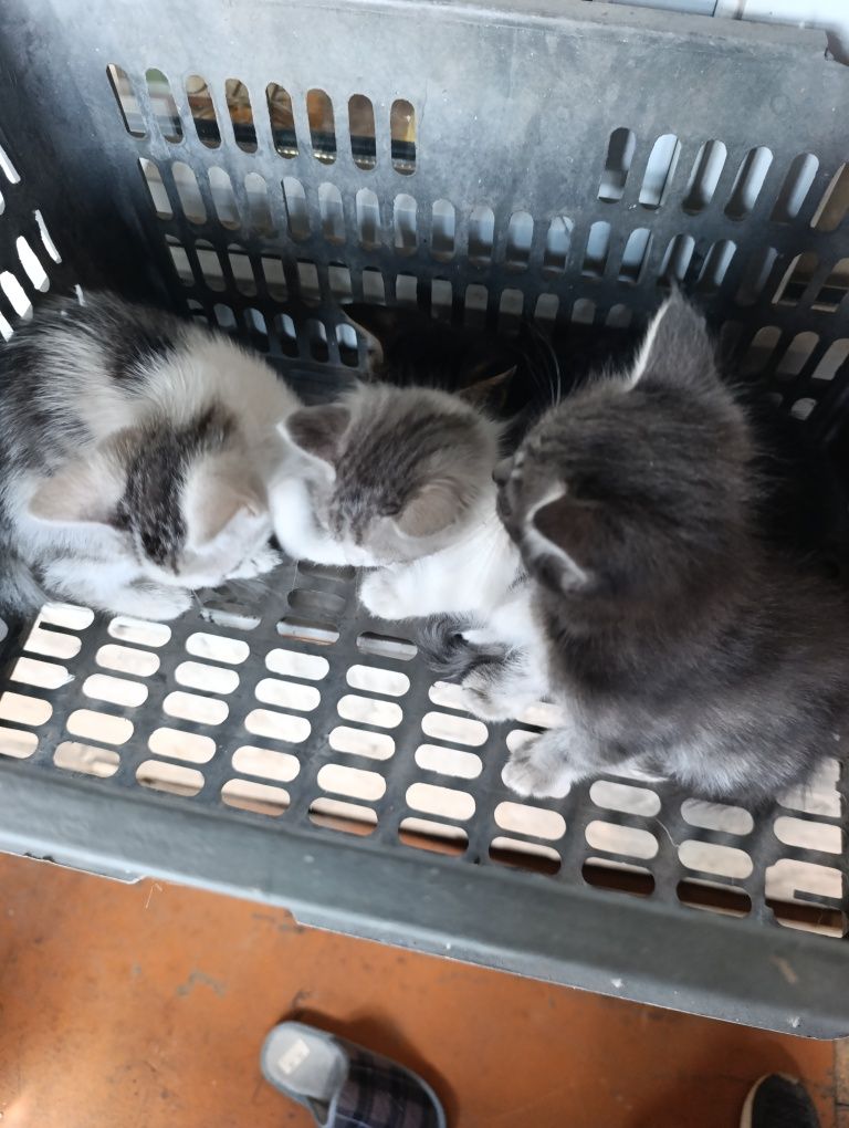 Котята, могу доставить