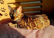 Роскошные бенгальская кошечка!