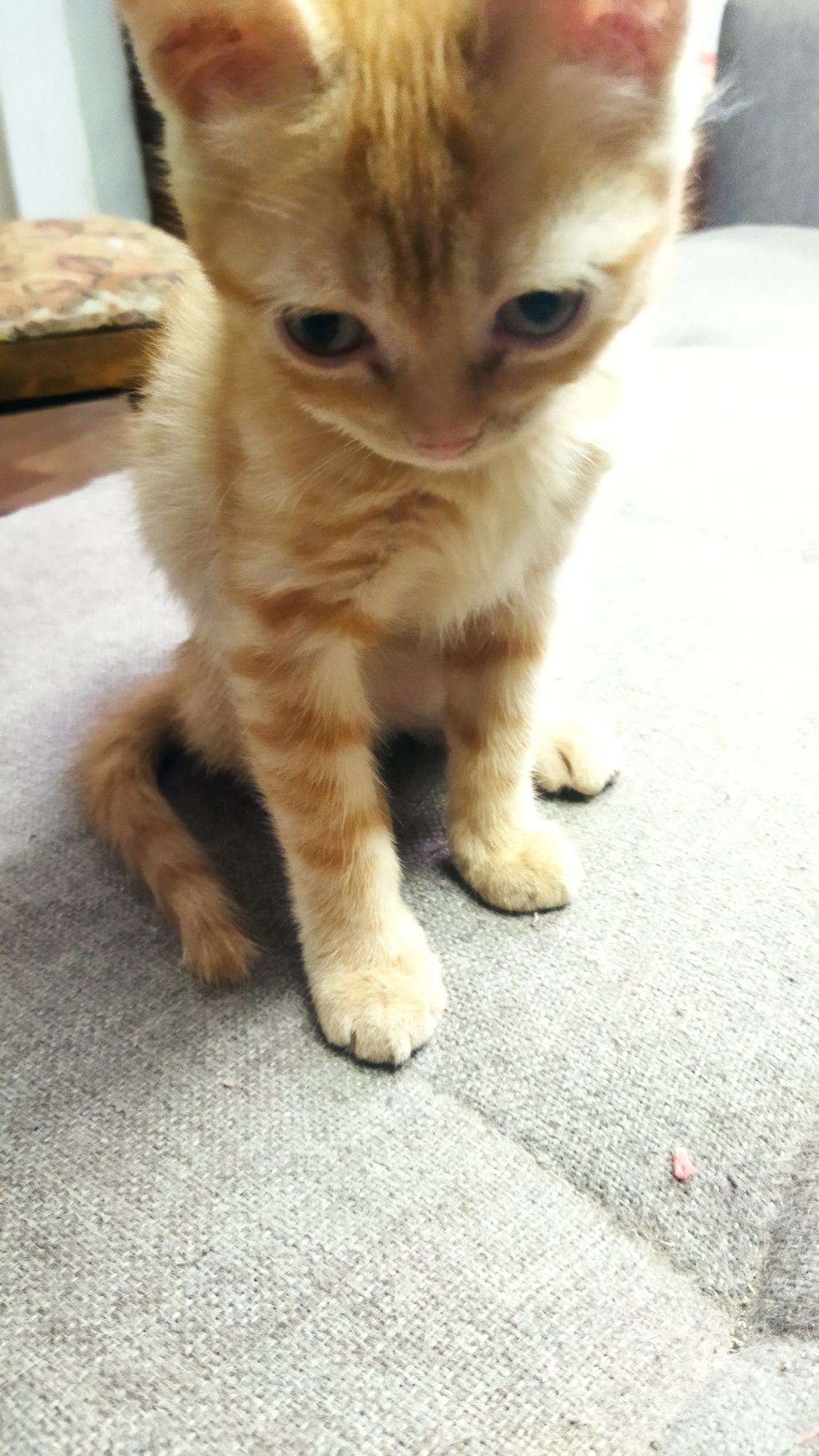 Котенок трёхмесячный!
