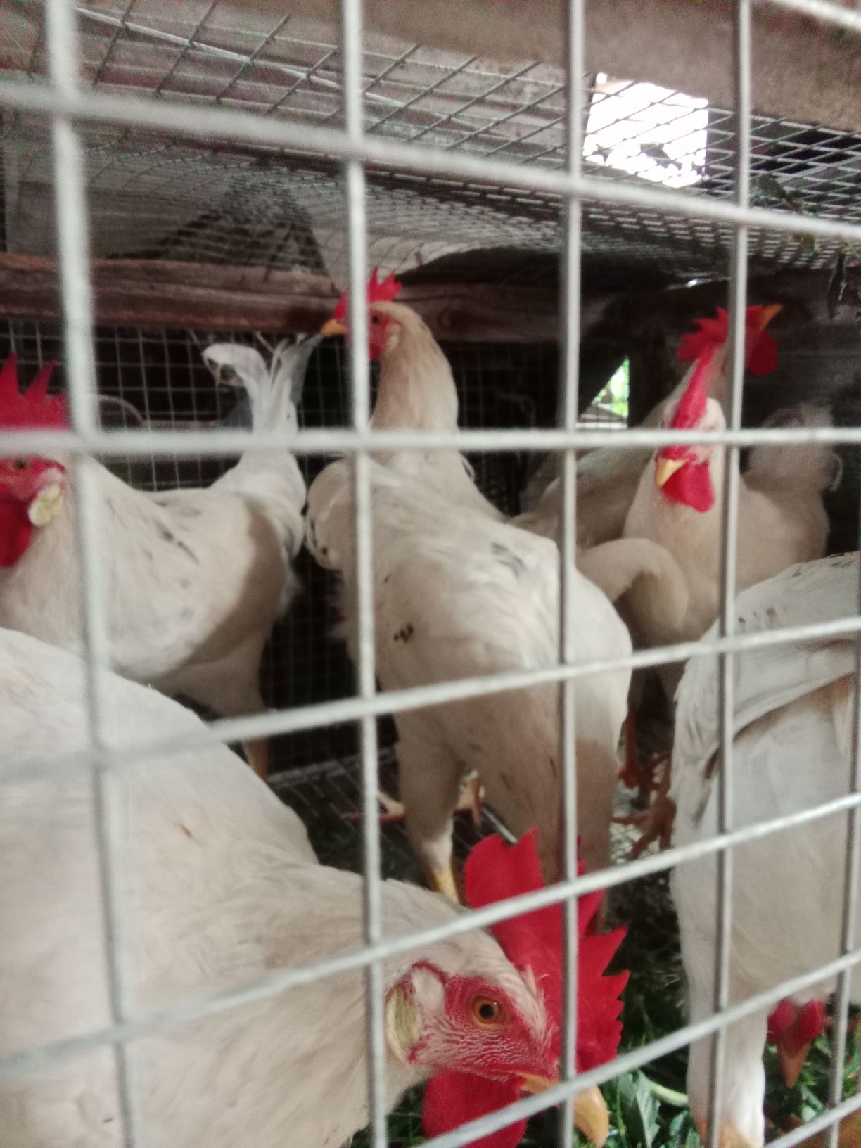 Продам молодых породистых петушков