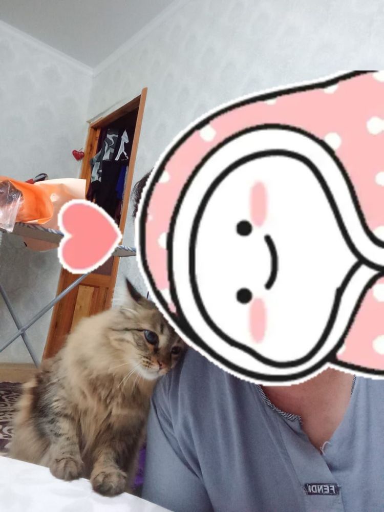 Отдаем кошку в добрые руки!