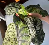 Алоказия инст:rareplants_kz