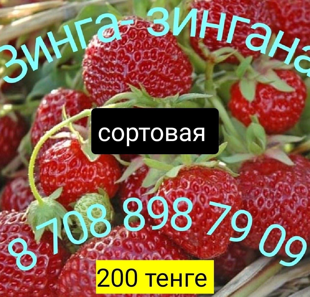 Саженцы малины оранжевая, красная, жёлтая ,бордовая