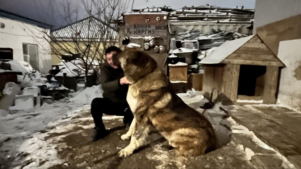 Вязка, Собака  казахский тобет Паспорт имеется