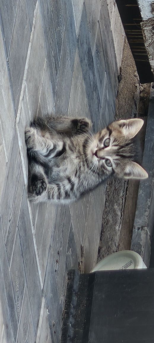 Отдам котят в хорошие руки