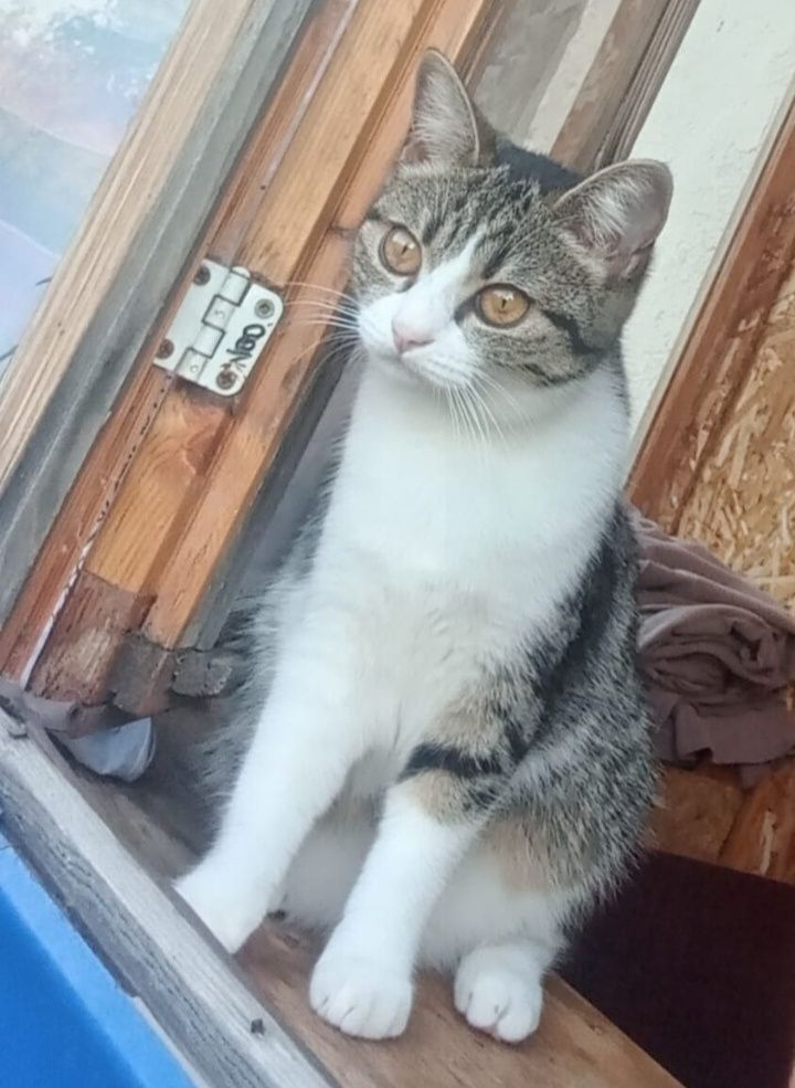 Потерялась  кошка