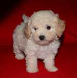 Мальтипу ,Maltipoo ! Шикарные мини малыши!