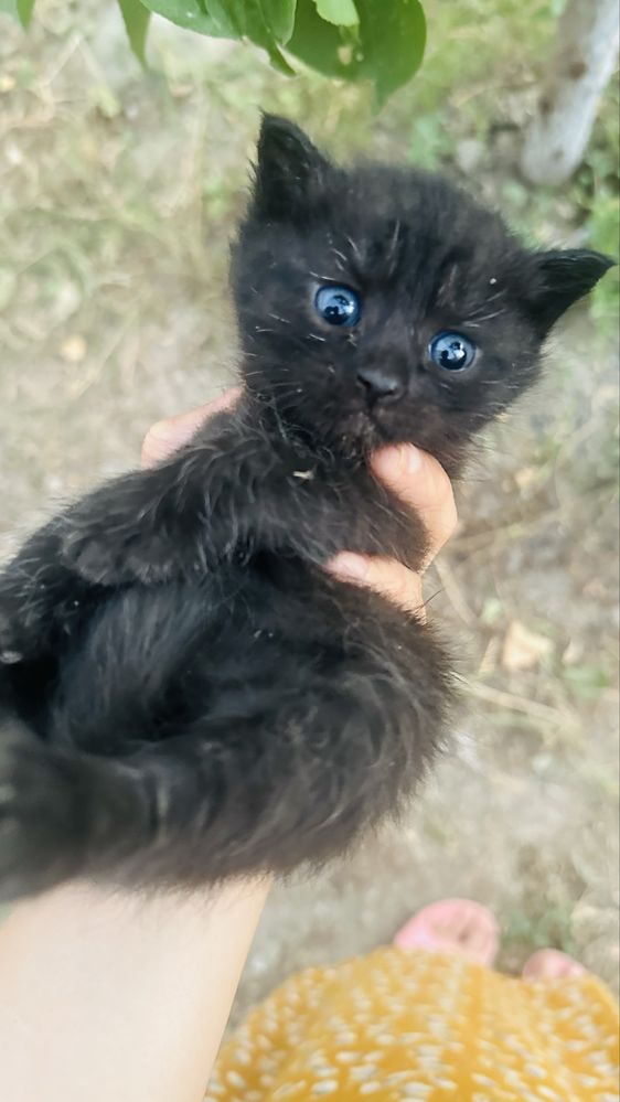 Котята мультяшные в добрые руки