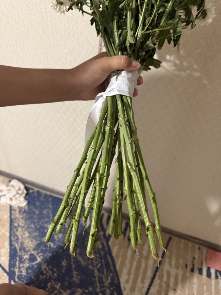 хризантема свежие, 19 штуков