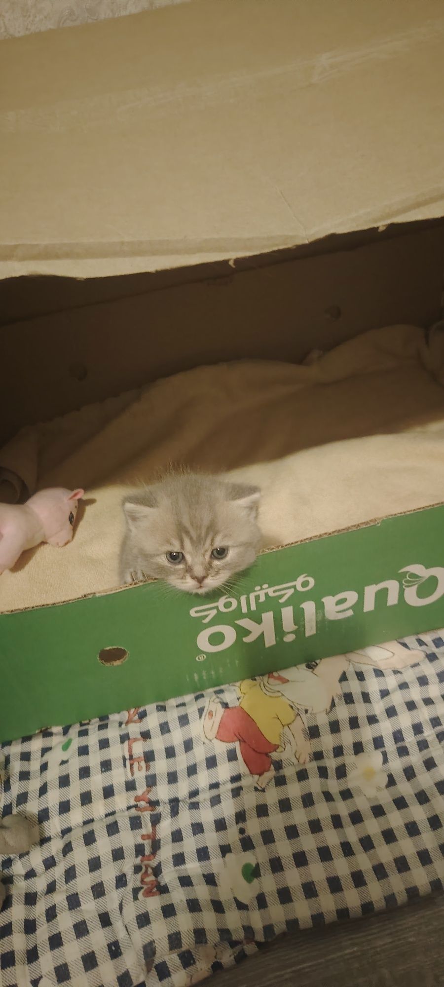Продаётся пародистый котенок