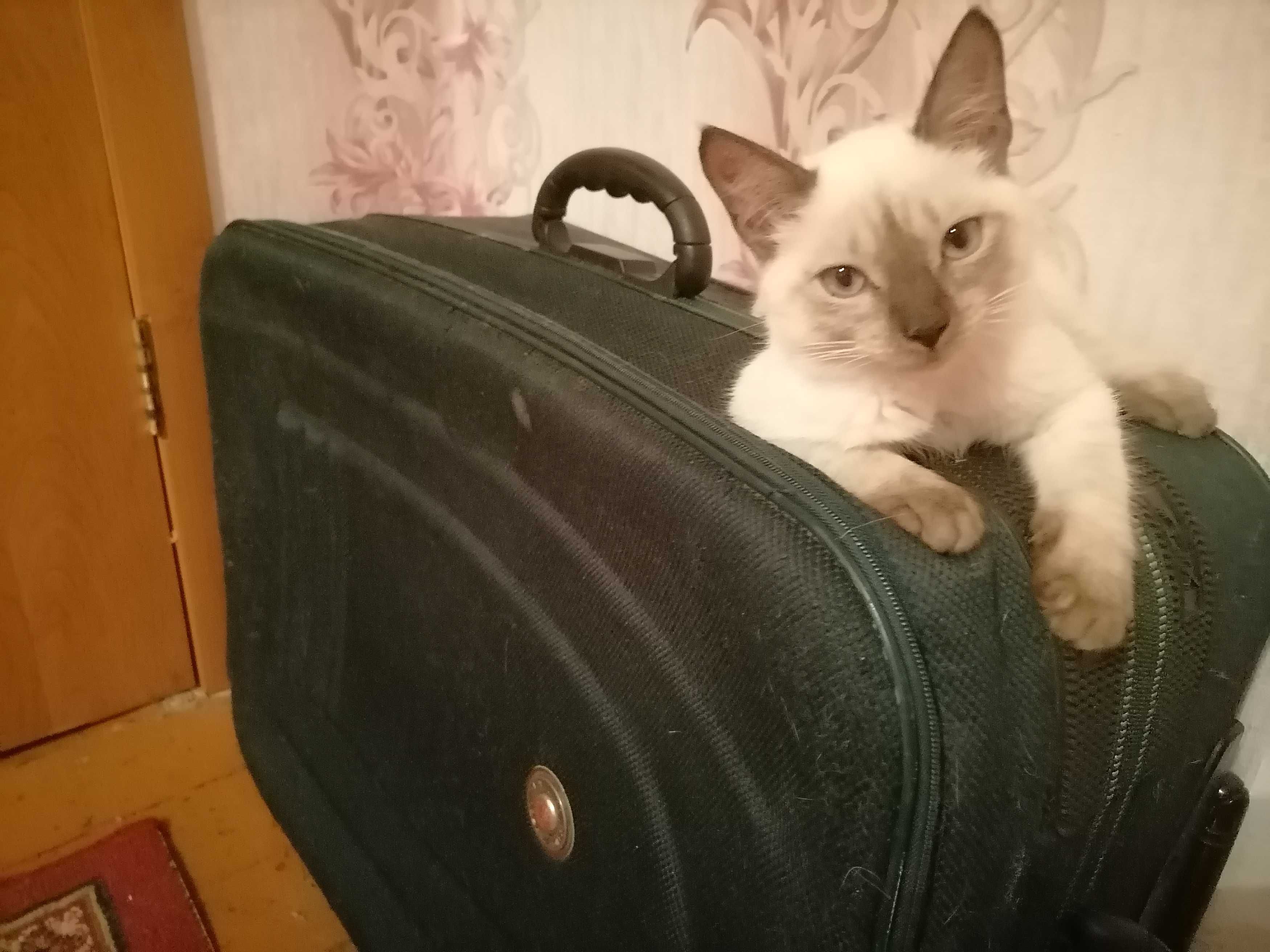 Кошечка сиамская,добрая.