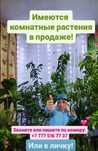 Различные комнатные растения от 500 тенге