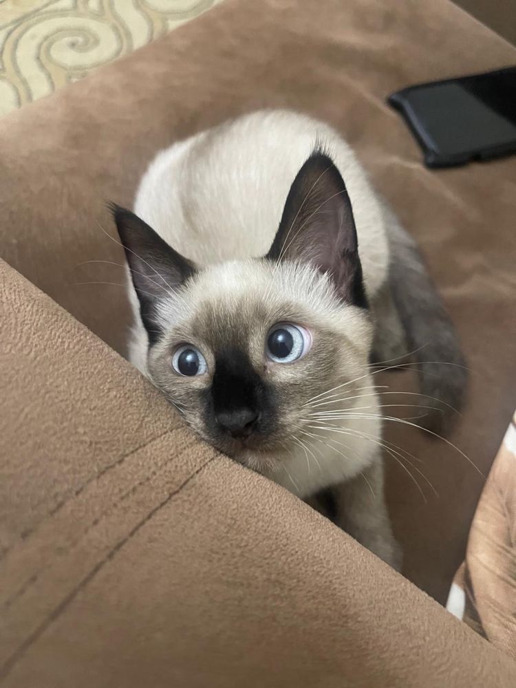 Сиамский Котенок