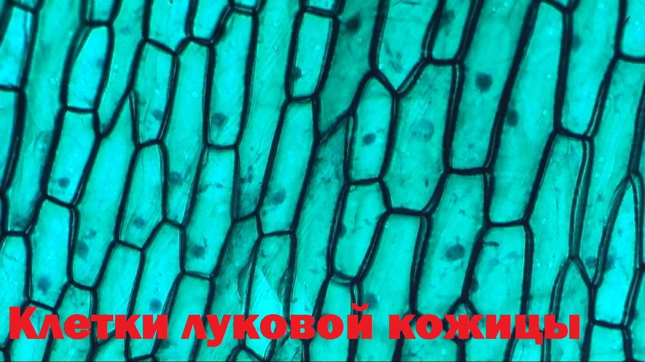 Цифровой микроскоп ( С ДИСПЛЕЕМ ) с 2 Линзами