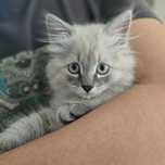 Котенок сиамская,  3 месяца