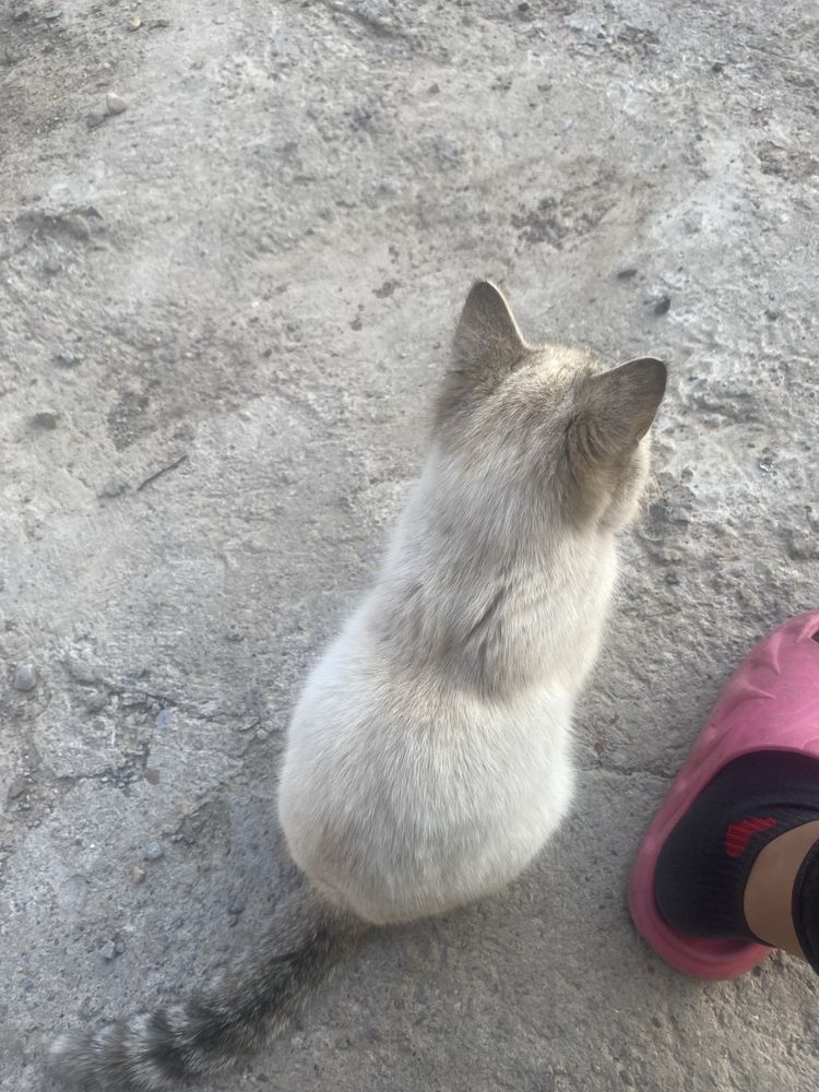 Кошку в добрые руки
