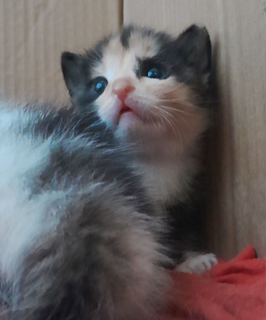 Отдам котят в добрые руки