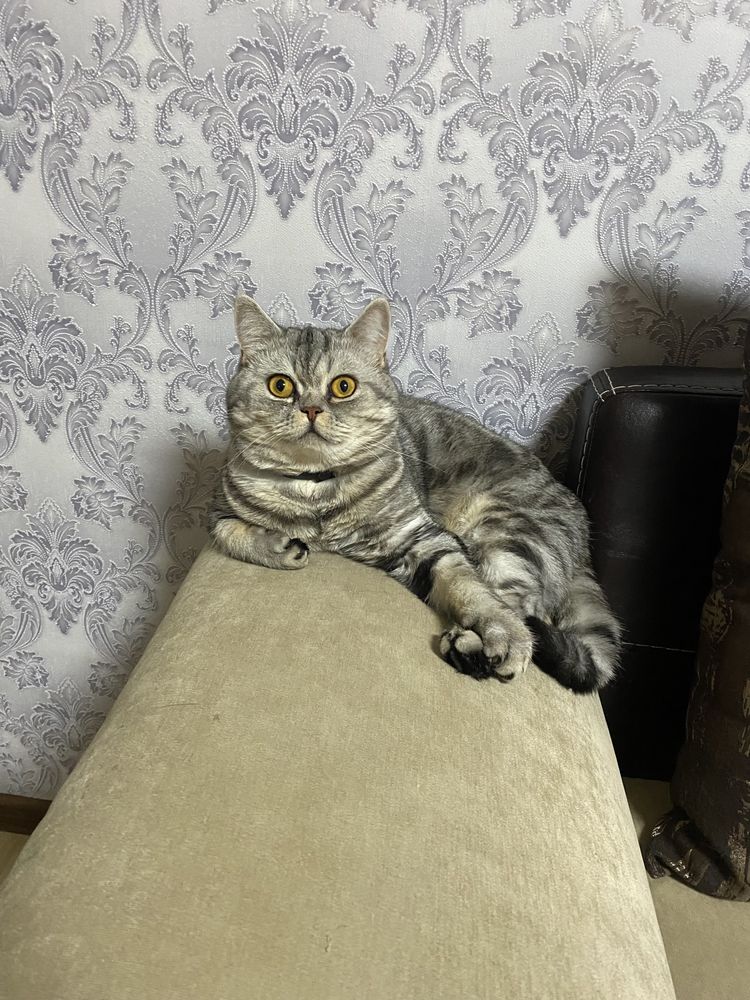 Кот шотландский вязка!