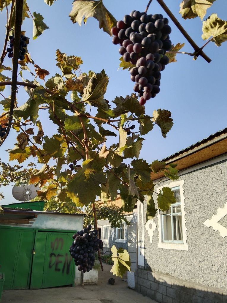 Продается Дом в центре Каскелена с большим участком