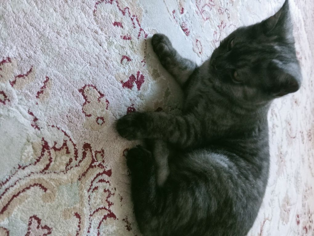Мир животных кошка