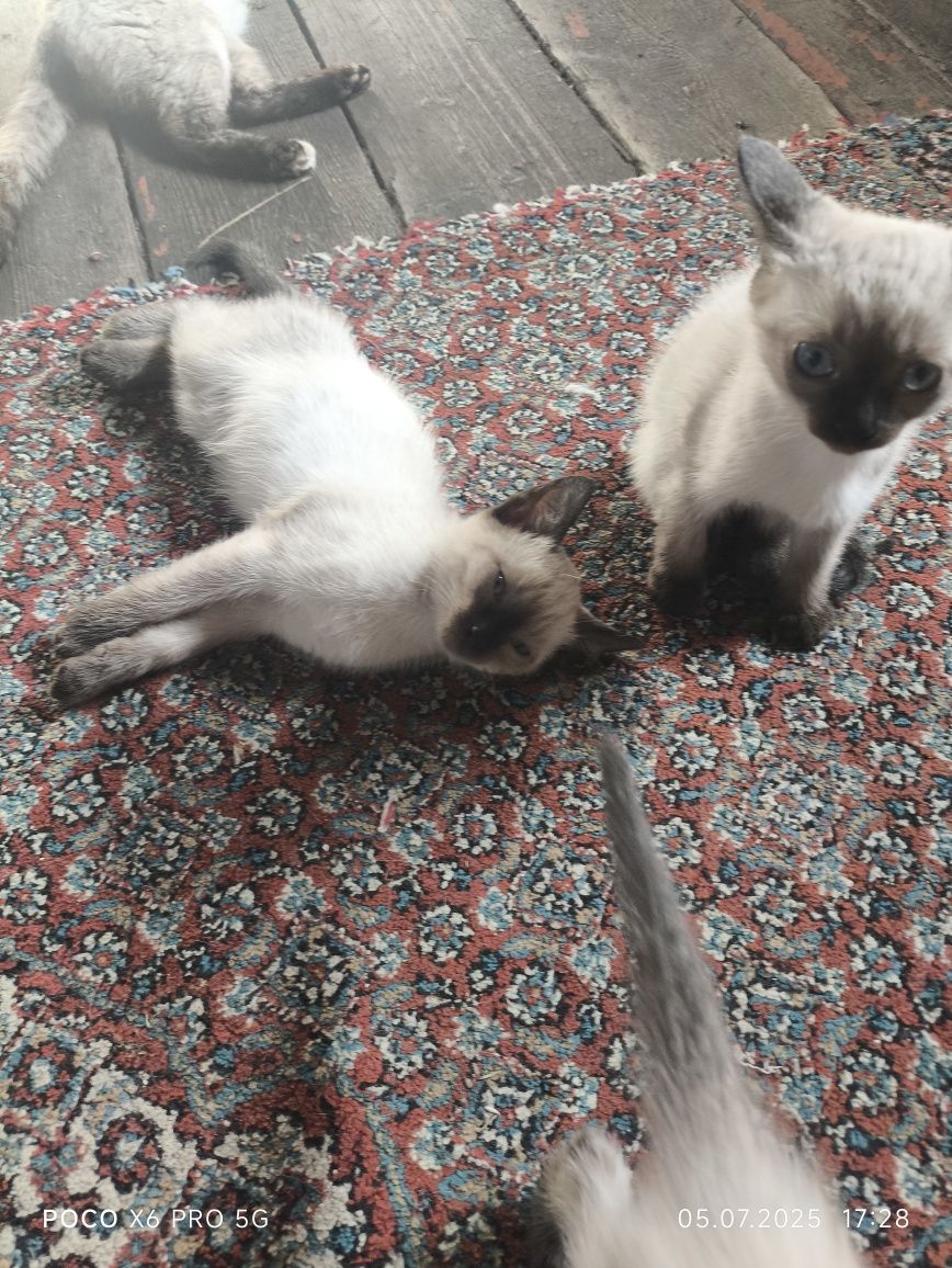 Отдам котят в хорошие руки