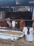 Продам быка 2.5г чистокровного