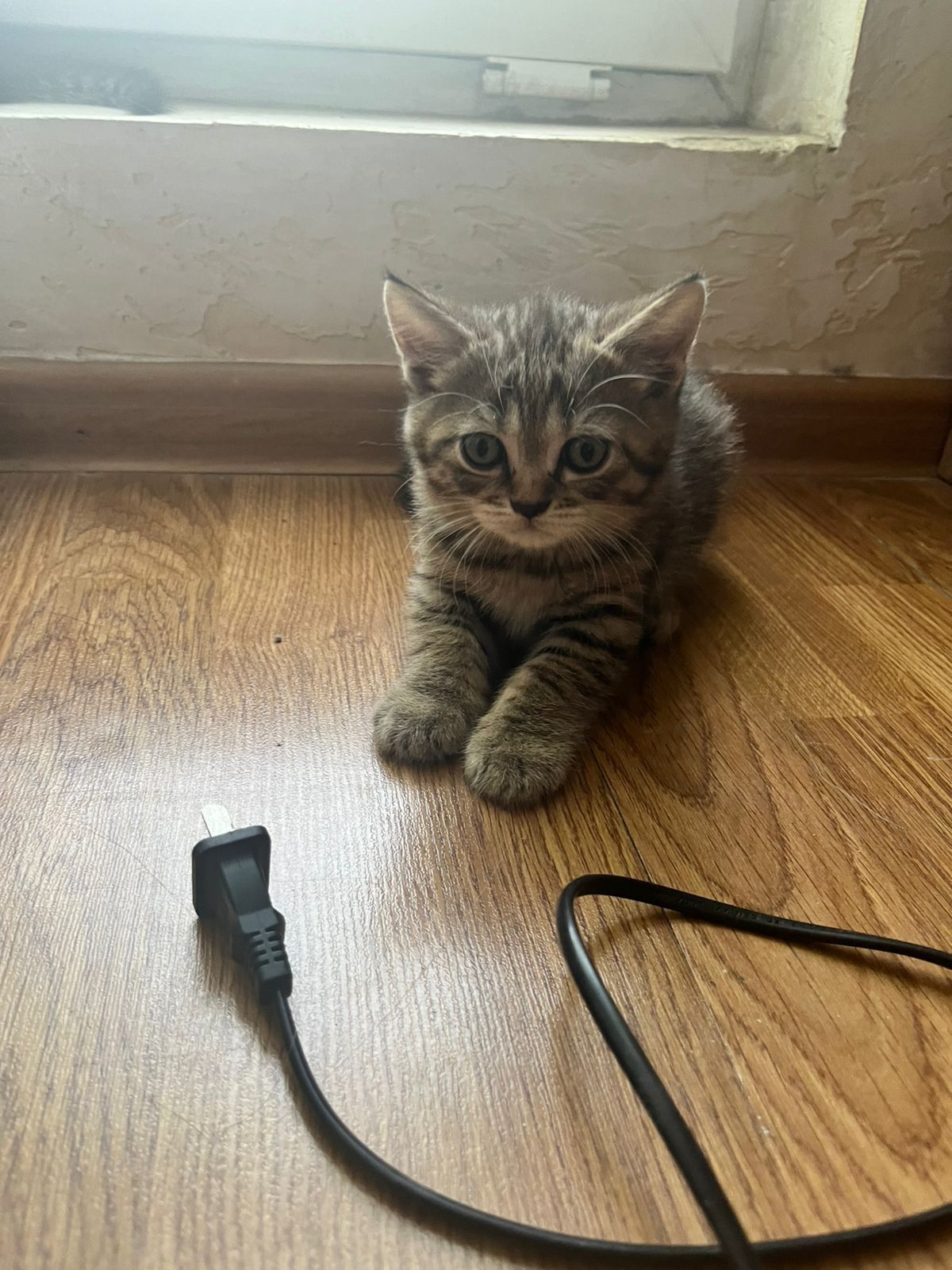 Продам котят британских