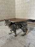 Котенок 3,5 месяца