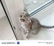 Породистые котята (бесплатно)