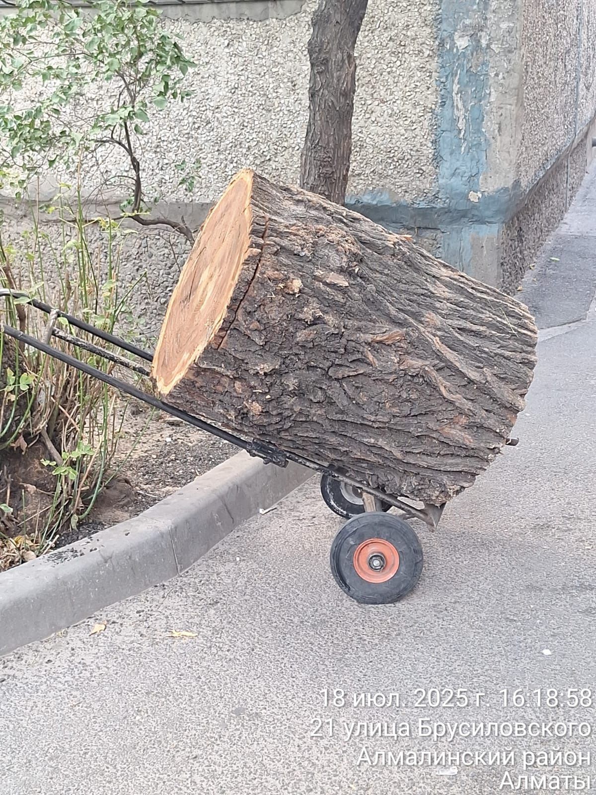 Продам спилы карагача